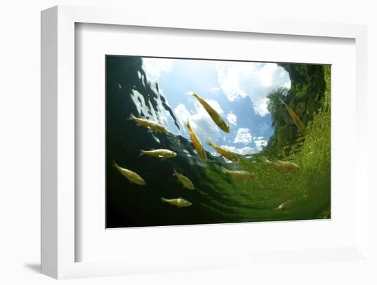 School Of Young European Perch (Perca Fluviatilis) In Altausseer Lake, Austria, July-Bert Willaert-Framed Photographic Print