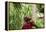 Schoolchild Embracing Tree Trunk and Looking Up, Bujumbura, Burundi-Anthony Asael-Framed Premier Image Canvas