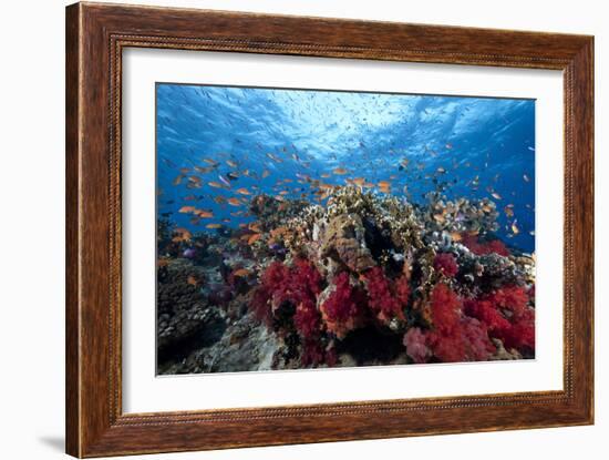 Schooling Anthias Fish and Healthy Corals of Beqa Lagoon, Fiji-Stocktrek Images-Framed Premium Photographic Print