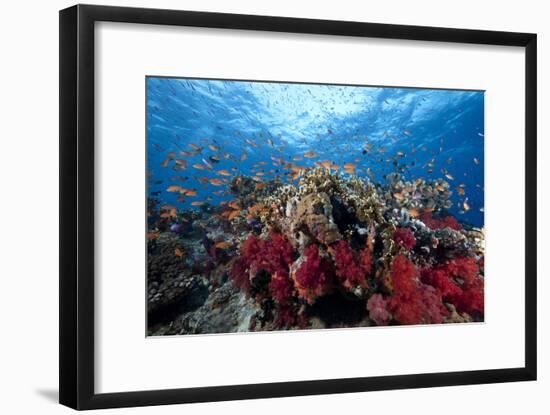 Schooling Anthias Fish and Healthy Corals of Beqa Lagoon, Fiji-Stocktrek Images-Framed Premium Photographic Print