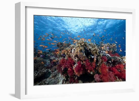 Schooling Anthias Fish and Healthy Corals of Beqa Lagoon, Fiji-Stocktrek Images-Framed Premium Photographic Print