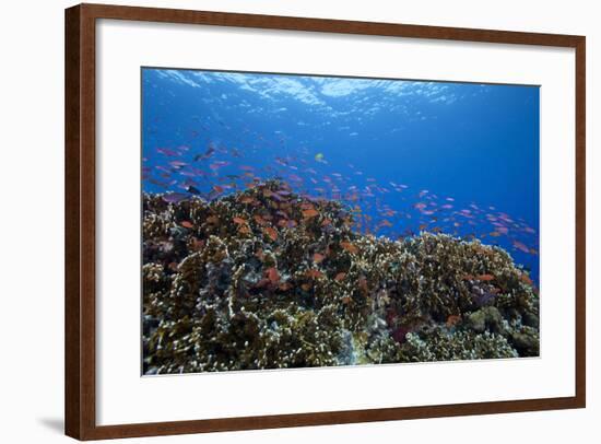 Schooling Anthias Fish and Healthy Corals of Beqa Lagoon, Fiji-Stocktrek Images-Framed Photographic Print