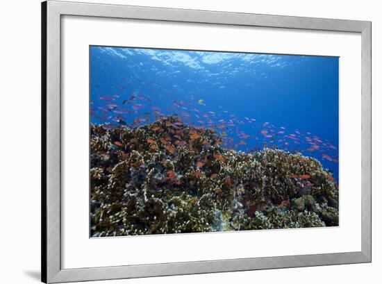 Schooling Anthias Fish and Healthy Corals of Beqa Lagoon, Fiji-Stocktrek Images-Framed Photographic Print