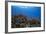 Schooling Anthias Fish and Healthy Corals of Beqa Lagoon, Fiji-Stocktrek Images-Framed Photographic Print