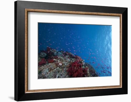 Schooling Anthias Fish and Healthy Corals of Beqa Lagoon, Fiji-Stocktrek Images-Framed Photographic Print