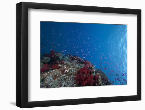 Schooling Anthias Fish and Healthy Corals of Beqa Lagoon, Fiji-Stocktrek Images-Framed Photographic Print