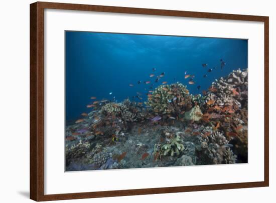 Schooling Anthias Fish and Healthy Corals of Beqa Lagoon, Fiji-Stocktrek Images-Framed Photographic Print