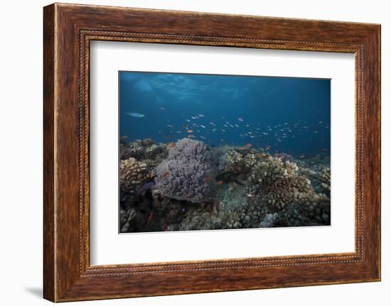 Schooling Anthias Fish and Healthy Corals of Beqa Lagoon, Fiji-Stocktrek Images-Framed Photographic Print