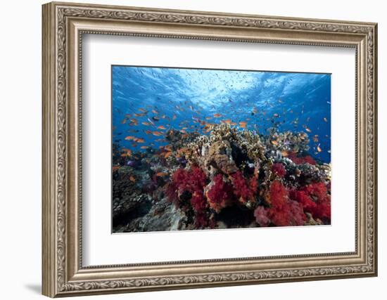 Schooling Anthias Fish and Healthy Corals of Beqa Lagoon, Fiji-Stocktrek Images-Framed Photographic Print