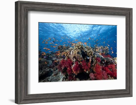 Schooling Anthias Fish and Healthy Corals of Beqa Lagoon, Fiji-Stocktrek Images-Framed Photographic Print