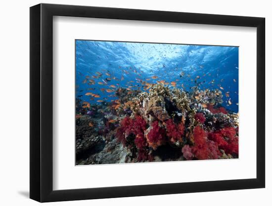 Schooling Anthias Fish and Healthy Corals of Beqa Lagoon, Fiji-Stocktrek Images-Framed Photographic Print