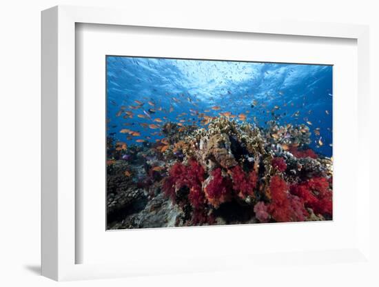 Schooling Anthias Fish and Healthy Corals of Beqa Lagoon, Fiji-Stocktrek Images-Framed Photographic Print