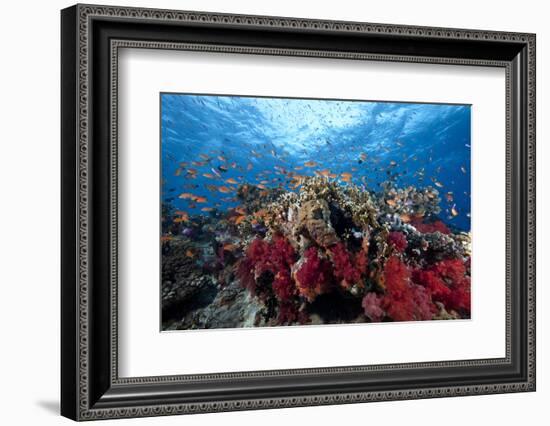 Schooling Anthias Fish and Healthy Corals of Beqa Lagoon, Fiji-Stocktrek Images-Framed Photographic Print