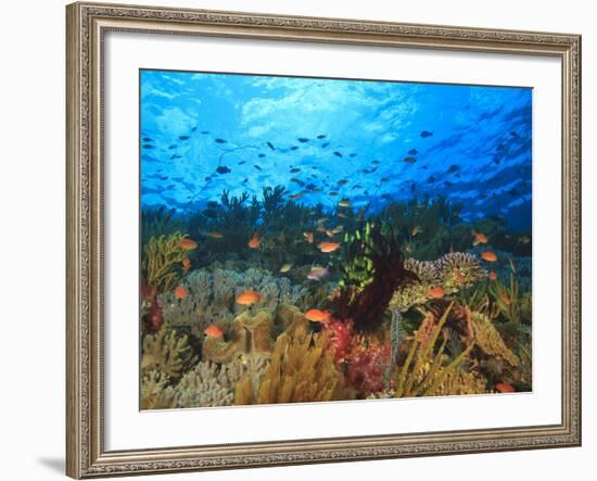 Schooling Anthias Fish, Wetar Island, Banda Sea, Indonesia-Stuart Westmorland-Framed Photographic Print