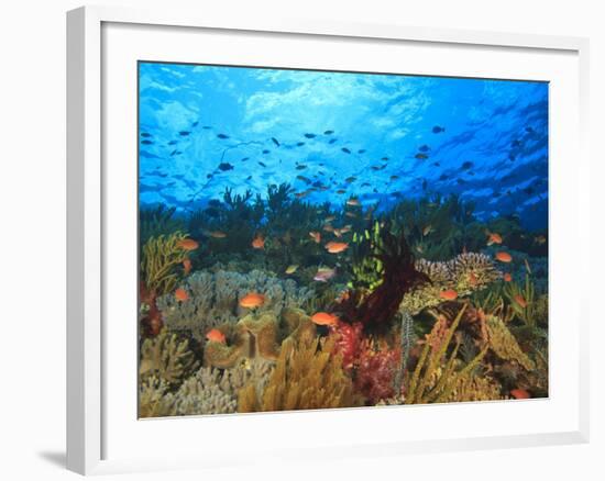 Schooling Anthias Fish, Wetar Island, Banda Sea, Indonesia-Stuart Westmorland-Framed Photographic Print