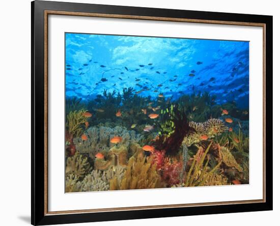 Schooling Anthias Fish, Wetar Island, Banda Sea, Indonesia-Stuart Westmorland-Framed Photographic Print