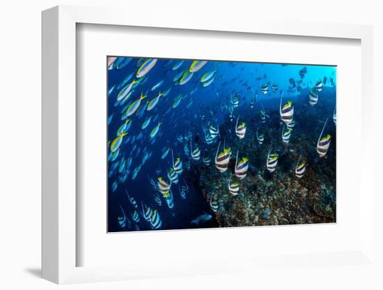 Schooling Bannerfish and Yellowback fusiliers, Maldives-Alex Mustard-Framed Photographic Print