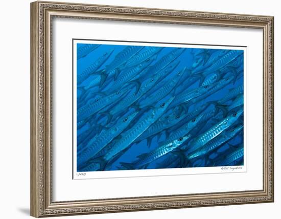 Schooling Barracuda-Jones-Shimlock-Framed Giclee Print