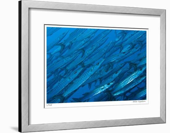 Schooling Barracuda-Jones-Shimlock-Framed Giclee Print