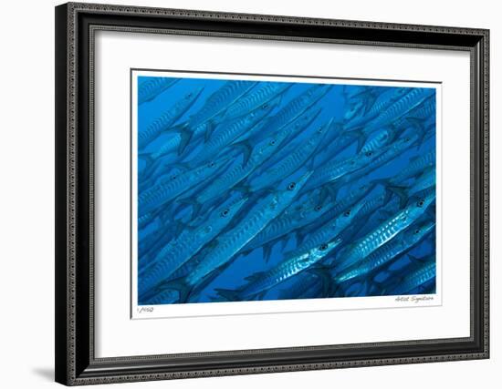 Schooling Barracuda-Jones-Shimlock-Framed Giclee Print