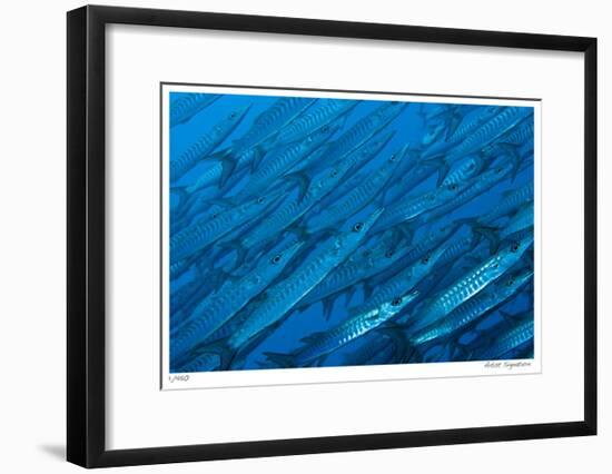 Schooling Barracuda-Jones-Shimlock-Framed Giclee Print