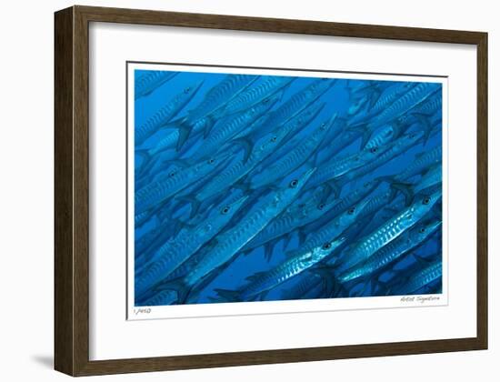 Schooling Barracuda-Jones-Shimlock-Framed Giclee Print