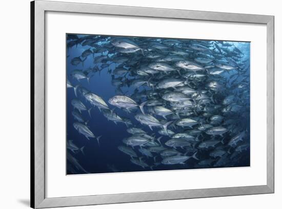 Schooling Bigeye Jacks Near Cocos Island, Costa Rica-Stocktrek Images-Framed Photographic Print