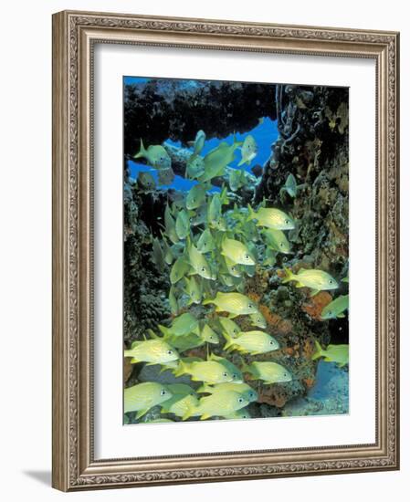 Schooling Bluestriped Grunts, Bahamas, Caribbean-Stuart Westmoreland-Framed Photographic Print