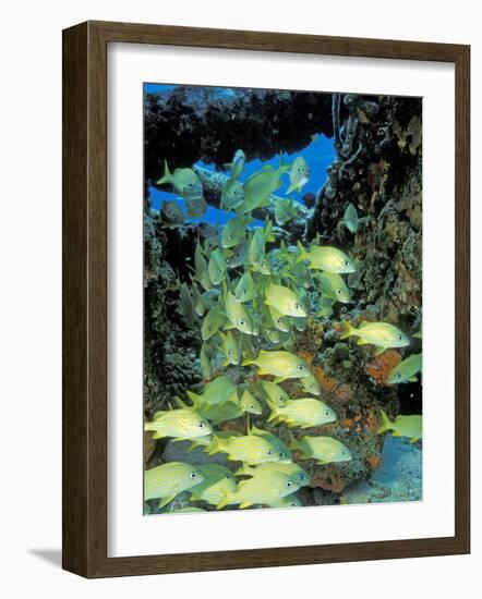 Schooling Bluestriped Grunts, Bahamas, Caribbean-Stuart Westmoreland-Framed Photographic Print