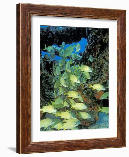 Schooling Bluestriped Grunts, Bahamas, Caribbean-Stuart Westmoreland-Framed Photographic Print