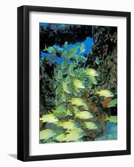 Schooling Bluestriped Grunts, Bahamas, Caribbean-Stuart Westmoreland-Framed Photographic Print