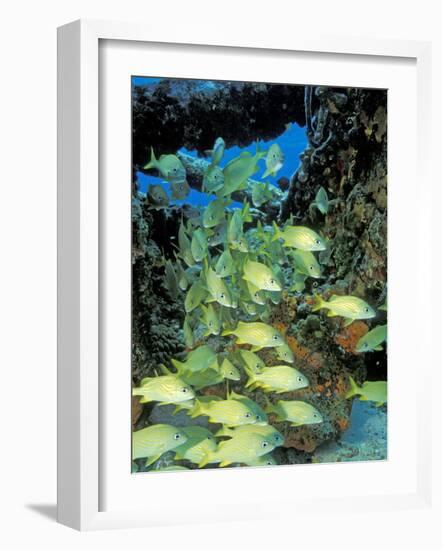 Schooling Bluestriped Grunts, Bahamas, Caribbean-Stuart Westmoreland-Framed Photographic Print