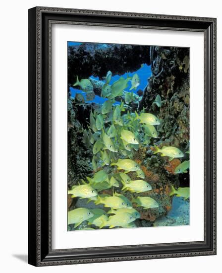 Schooling Bluestriped Grunts, Bahamas, Caribbean-Stuart Westmoreland-Framed Photographic Print