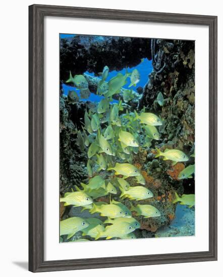 Schooling Bluestriped Grunts, Bahamas, Caribbean-Stuart Westmoreland-Framed Photographic Print