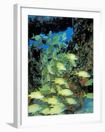 Schooling Bluestriped Grunts, Bahamas, Caribbean-Stuart Westmoreland-Framed Photographic Print