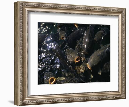 Schooling Carp, Lake Mead Nra, NV-Mark Gibson-Framed Photographic Print