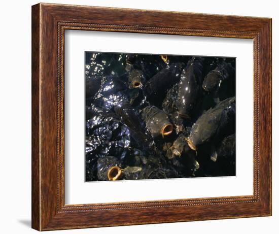 Schooling Carp, Lake Mead Nra, NV-Mark Gibson-Framed Photographic Print