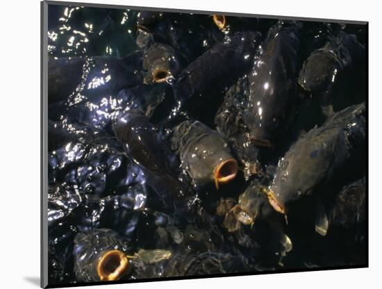 Schooling Carp, Lake Mead Nra, NV-Mark Gibson-Mounted Photographic Print