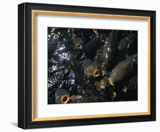 Schooling Carp, Lake Mead Nra, NV-Mark Gibson-Framed Photographic Print