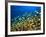 Schooling Damselfish, North Huvadhoo Atoll, Southern Maldives, Indian Ocean-Stuart Westmorland-Framed Photographic Print