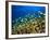 Schooling Damselfish, North Huvadhoo Atoll, Southern Maldives, Indian Ocean-Stuart Westmorland-Framed Photographic Print