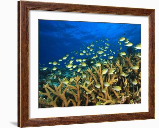 Schooling Damselfish, North Huvadhoo Atoll, Southern Maldives, Indian Ocean-Stuart Westmorland-Framed Photographic Print