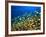 Schooling Damselfish, North Huvadhoo Atoll, Southern Maldives, Indian Ocean-Stuart Westmorland-Framed Photographic Print