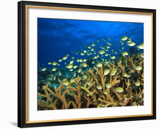 Schooling Damselfish, North Huvadhoo Atoll, Southern Maldives, Indian Ocean-Stuart Westmorland-Framed Photographic Print