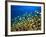 Schooling Damselfish, North Huvadhoo Atoll, Southern Maldives, Indian Ocean-Stuart Westmorland-Framed Photographic Print