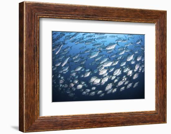 Schooling Fish Near Cocos Island, Costa Rica-Stocktrek Images-Framed Photographic Print