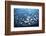 Schooling Fish Near Cocos Island, Costa Rica-Stocktrek Images-Framed Photographic Print