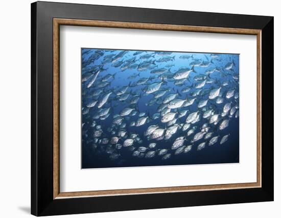 Schooling Fish Near Cocos Island, Costa Rica-Stocktrek Images-Framed Photographic Print