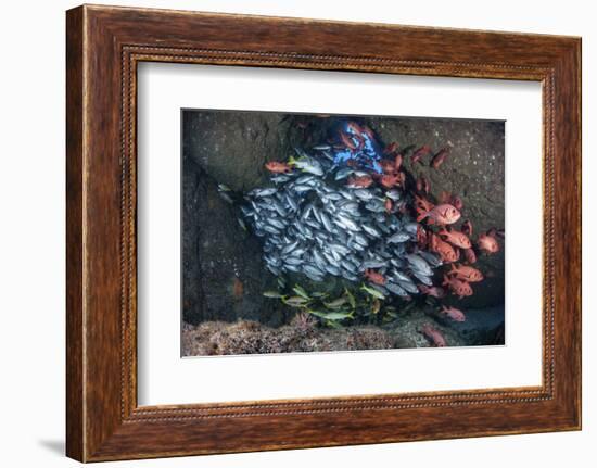 Schooling Fish Swim in a Cavern Near Cocos Island, Costa Rica-Stocktrek Images-Framed Photographic Print