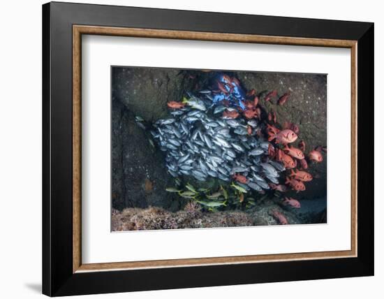 Schooling Fish Swim in a Cavern Near Cocos Island, Costa Rica-Stocktrek Images-Framed Photographic Print